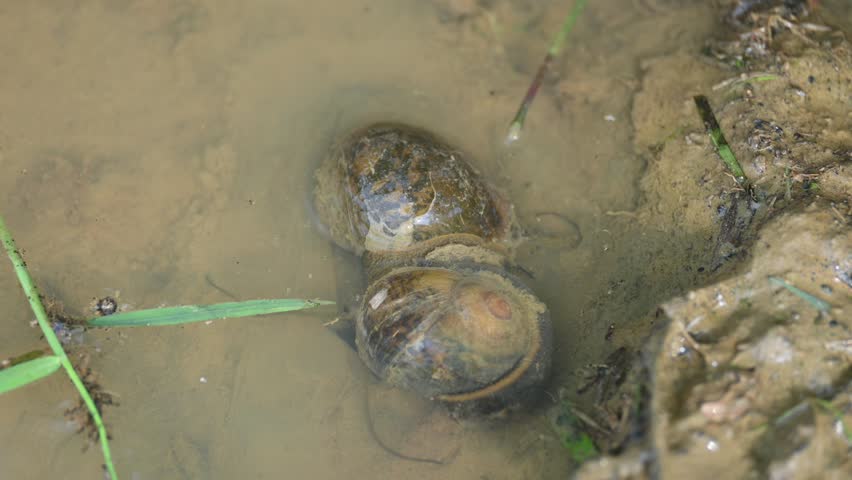 Pomacea canaliculata snail mating. Its common name golden apple snail and channeled apple snail. Its species of large freshwater snail   aquatic gastropod mollusc in family Ampullariidae.