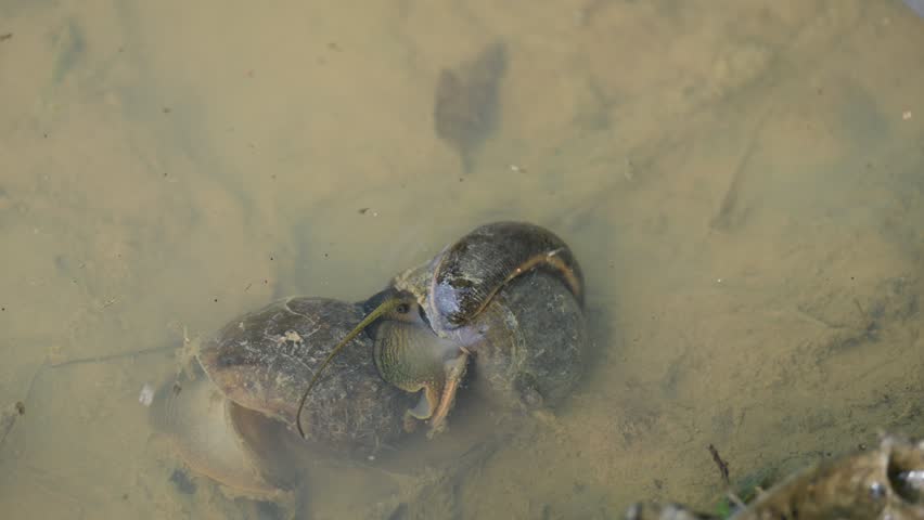 Pomacea canaliculata snail mating. Its common name golden apple snail and channeled apple snail. Its species of large freshwater snail   aquatic gastropod mollusc in family Ampullariidae.
