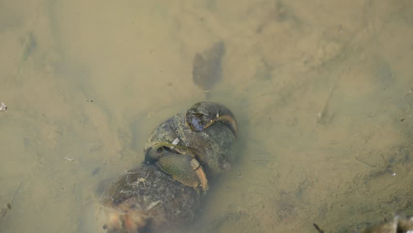 Pomacea canaliculata snail mating. Its common name golden apple snail and channeled apple snail. Its species of large freshwater snail   aquatic gastropod mollusc in family Ampullariidae.