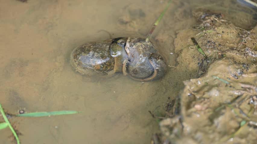 Pomacea canaliculata snail mating. Its common name golden apple snail and channeled apple snail. Its species of large freshwater snail   aquatic gastropod mollusc in family Ampullariidae.