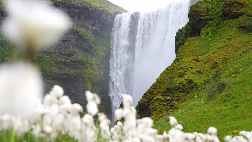 Skogafoss waterfall in Iceland cascades powerfully from a high cliff, surrounded by mossy rocks and swaying white flowers in the foreground.