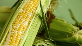 fresh corn cob with husk on green background - Powered by Shutterstock - Get 15% off with code: PIKWIZARD15