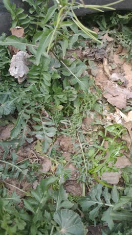 Close-Up Shot of Fresh Green Grass