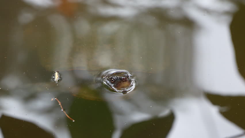 Tight Frontal Shot of Turtle Emerging from Shimmering Water. The animal’s face and details are clearly visible, capturing the calm yet curious behavior of this aquatic reptile in its natural habitat.