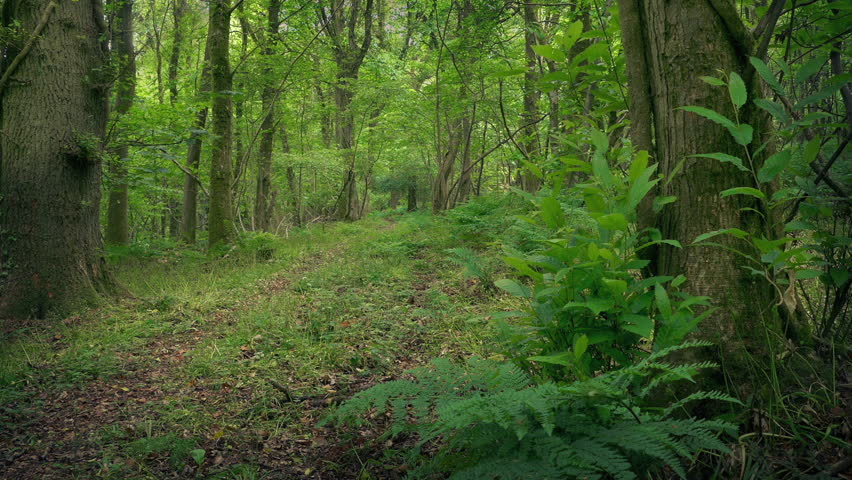 Path Through The Woods 2 Shots

