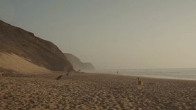 Algarve, Portugal – 2025.06.25 – Three dogs roaming and playing on a wide sandy beach with dramatic cliffs and a calm Atlantic coastline during golden evening light. - Powered by Shutterstock - Get 15% off with code: PIKWIZARD15