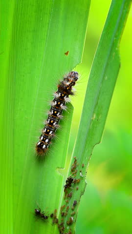 Caterpillar eats leaf causing damage, ants walk around. Close-up vertical video.