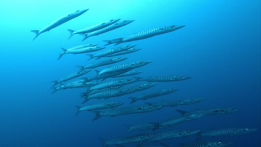 A small school of barracudas – Sphyraena – swims tightly together in close-up, showing their sleek bodies and sharp silhouettes. Check my portfolio for more barracuda footage.