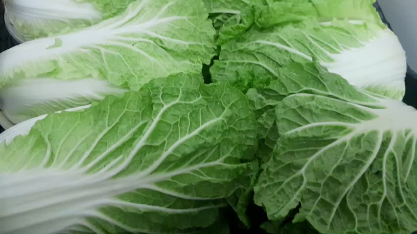Chinese cabbage vegetable video footage. Napa cabbage healthy nutritional raw vegetarian salad vegetable. 