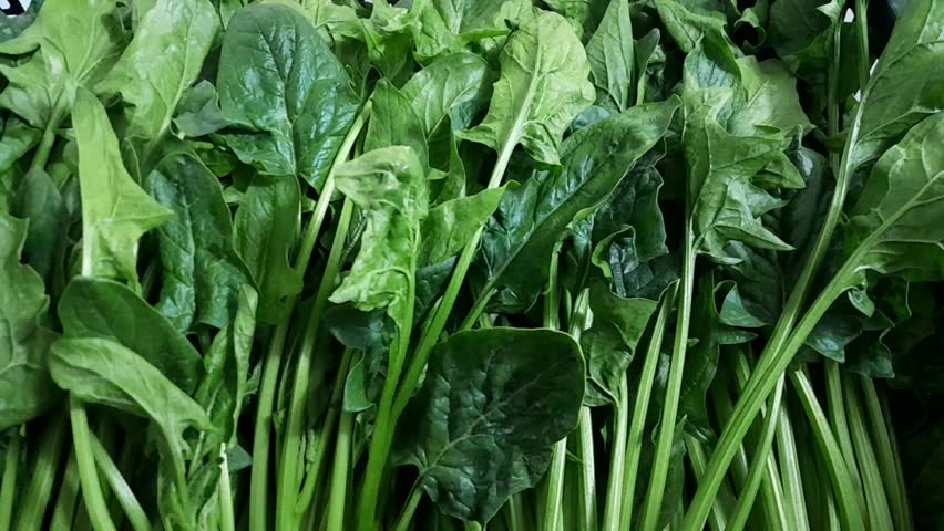 Spinach green vegetable healthy nutritional raw food. Spinach vegetables video footage isolated background. 