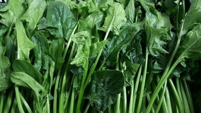 Spinach green vegetable healthy nutritional raw food. Spinach vegetables video footage isolated background.  - Powered by Shutterstock - Get 15% off with code: PIKWIZARD15