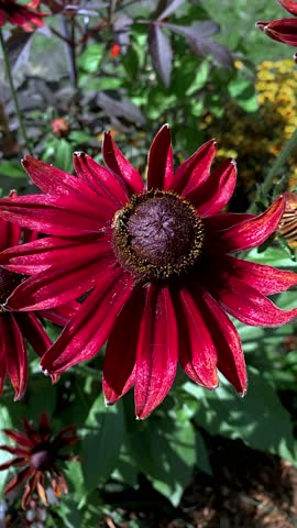 Close-up of a deep red Rudbeckia flower with velvety dark center and bee pollinator, surrounded by blurred blossoms and green foliage in natural sunlight.