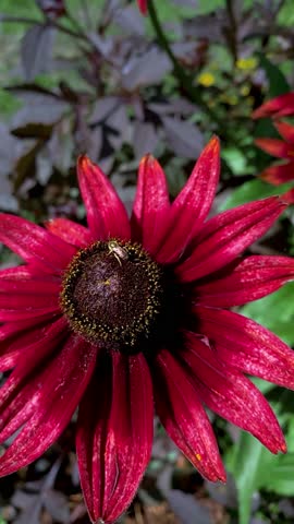 Close-up of a deep red Rudbeckia flower with velvety dark center and bee pollinator, surrounded by blurred blossoms and green foliage in natural sunlight.