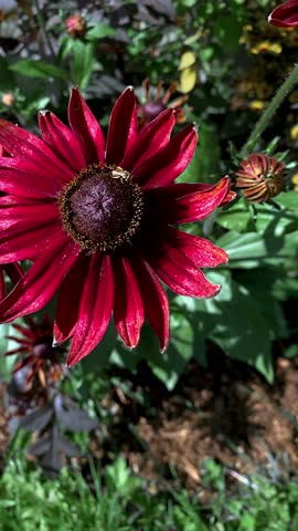 Close-up of a deep red Rudbeckia flower with velvety dark center and bee pollinator, surrounded by blurred blossoms and green foliage in natural sunlight.