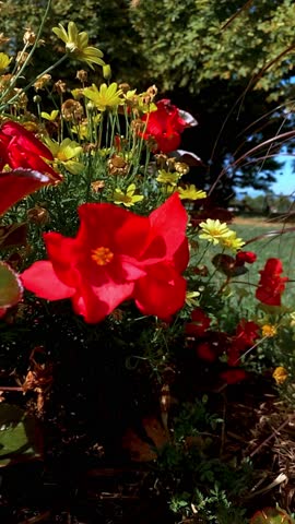 Close-up of a vibrant red flower with five petals and yellow center, surrounded by smaller yellow daisy-like flowers in a colorful garden flowerbed, sharply focused in vertical format.