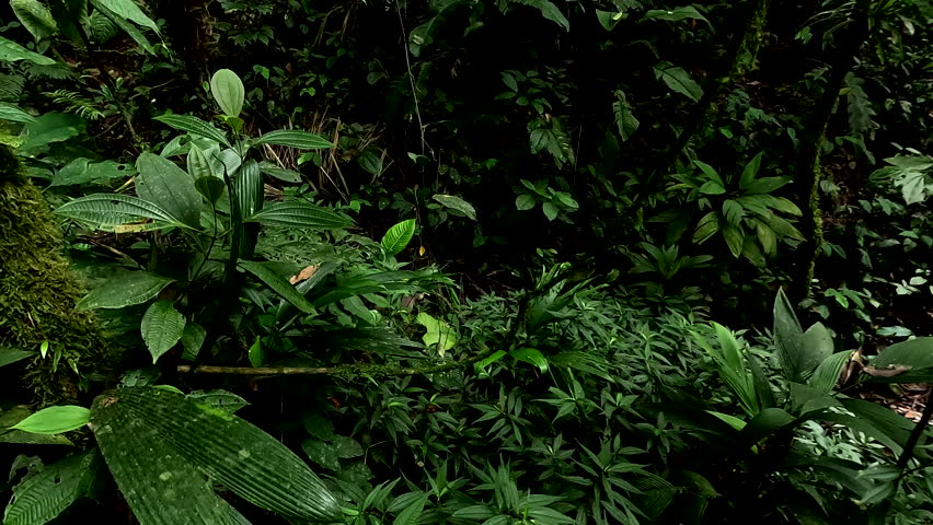 A Gray Tinamou or Tinamus tao hiding and flying away in the Ecuadorian jungle, wild animal behaviour