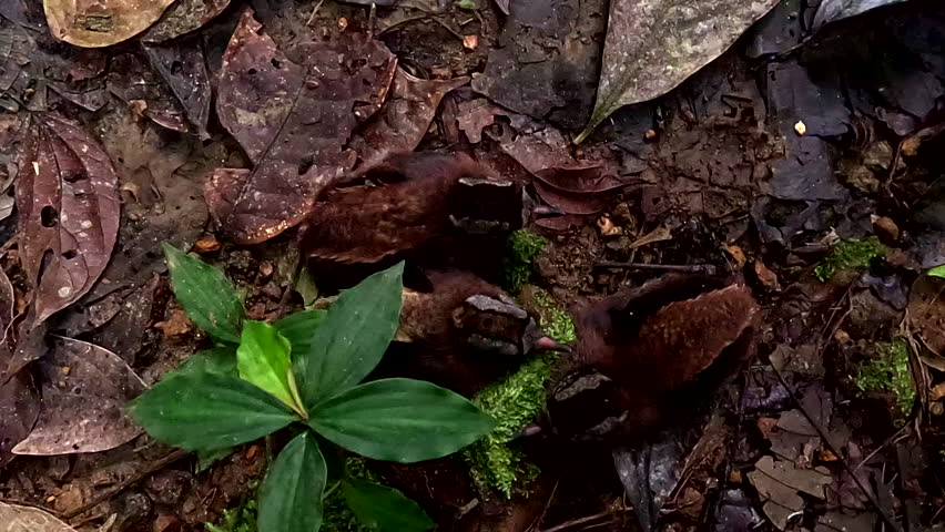 Chicks of a Gray Tinamou or Tinamus tao almost invisible inside the forest seen from above