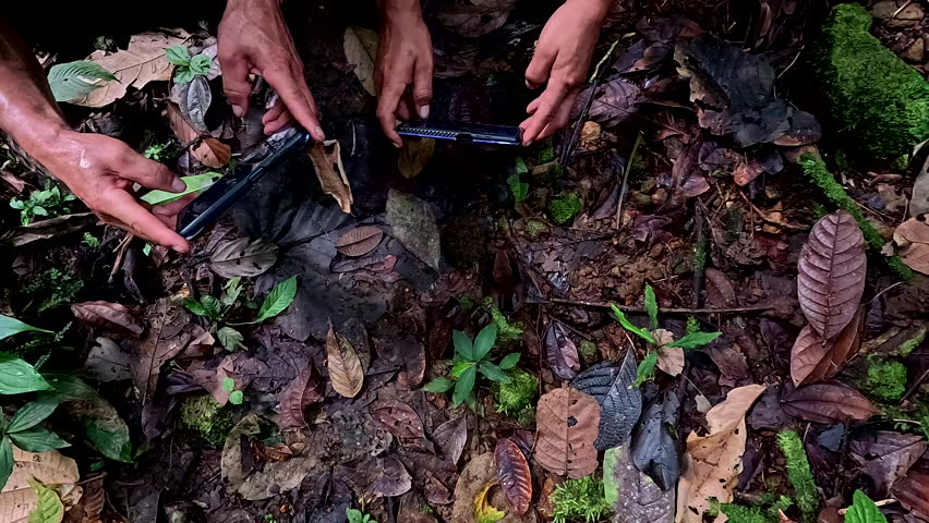 Chicks of a Gray Tinamou or Tinamus tao being photographed by tourists in the jungle
