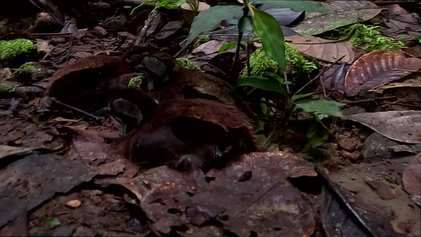 Chicks of a Gray Tinamou or Tinamus tao almost invisible inside the forest seen from aside