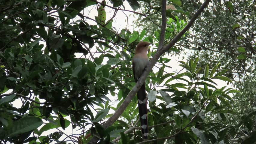 A squirrel cuckoo (Piaya cayana) hop quickly shows off its long striped tail