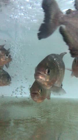 The common piranha (Pygocentrus nattereri) is a ray-finned fish of the characin family. Red Belly Piranha.