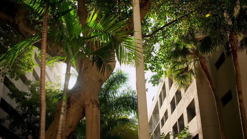 Stabile shot of palm garden on Miami streets in downtown in the USA. Miami, USA . March 20 2025