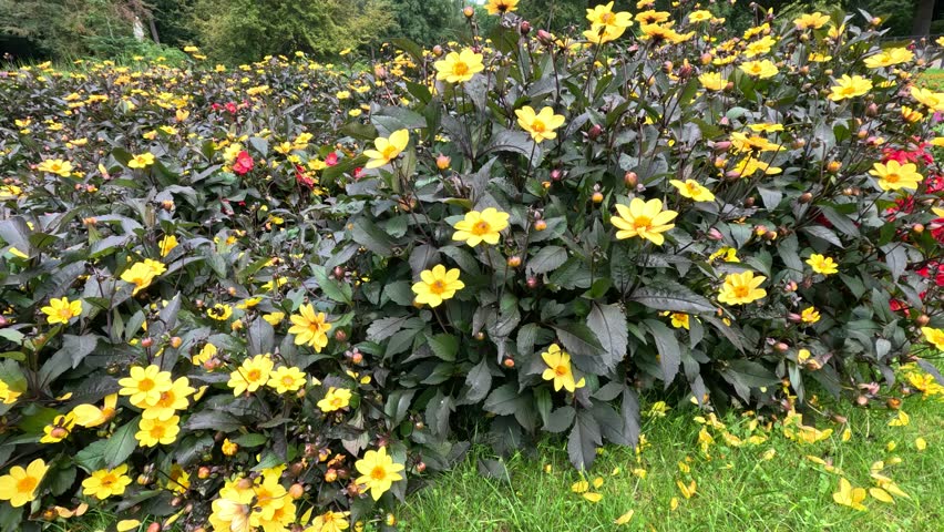 A bee moves among vibrant yellow Turnera ulmifolia flowers in a lush garden park in Berlin, captured in natural daylight with a steady camera