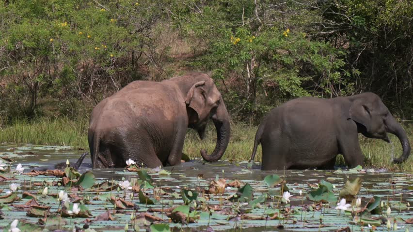 Elephants walking in water, a calf swimming nearby in Yala National Park, Sri Lanka