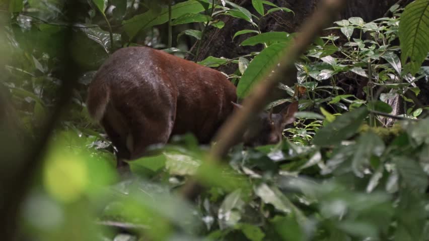 A Red Brocket Deer (Mazama americana) is captured partially obscured by dense foliage in the rainforest of the Sirena Sector, Corcovado National Park, Costa Rica.