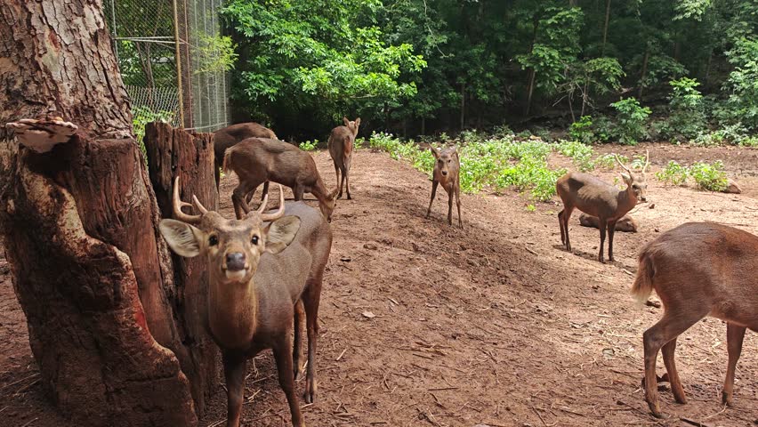 Serene Group of Deer on Dirt Path Surrounded by Greenery and Purple Flowers in Natural Habitat Calm and Relaxed Wildlife in Nature Scene