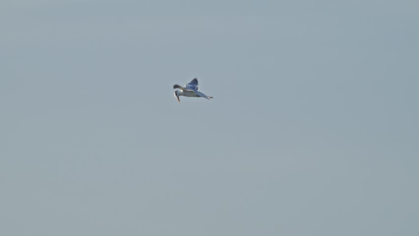 Royal Tern flying and hovering while looking down at water