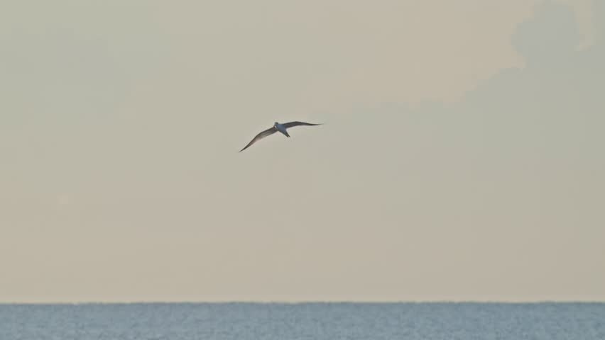 Royal Tern Flying Across Sky that is colored by Saharan Dust and late sunrise