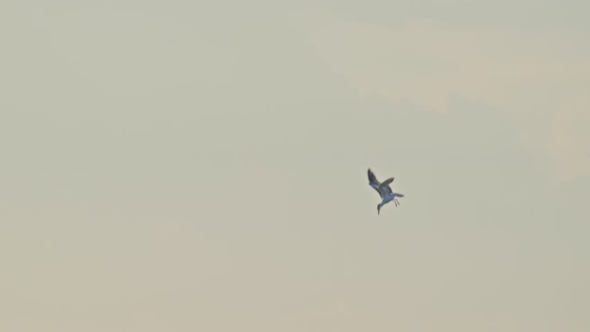 Royal Tern dives into water, then comes out and looks down at water