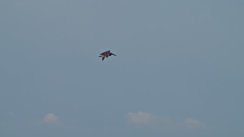 A young Brown Pelican flies across a blue sky with clouds