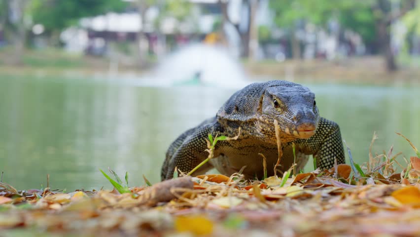 Monitor lizard emerges from lake approaching camera with buildings and fountain.