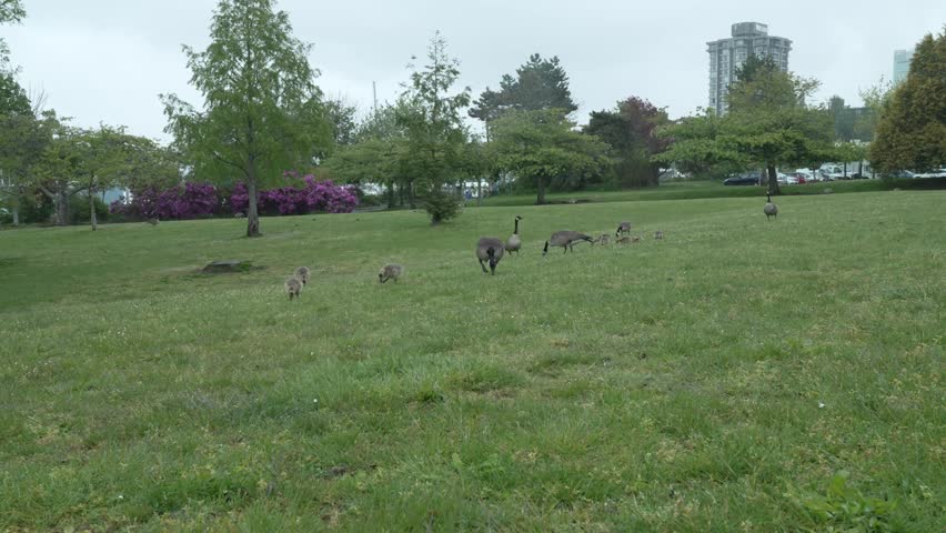 A Family of Canadian Geese Enjoying Summer in the Public Park