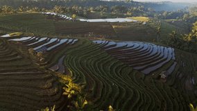 Drone view captures Belimbing Rice Terrace in the early morning as the sun lights up the shimmering reflections of the paddies, revealing the intricate layers of Bali’s countryside. - Powered by Shutterstock - Get 15% off with code: PIKWIZARD15