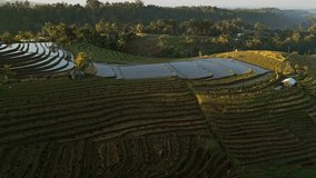 Aerial drone video of Belimbing Rice Terrace in the soft light of early morning shows calm reflecting paddies glowing with sunlight, surrounded by lush tropical greenery in rural Bali. - Powered by Shutterstock - Get 15% off with code: PIKWIZARD15