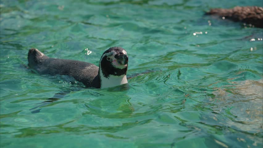 Close-up of a Humboldt penguin gracefully swimming in clear turquoise water