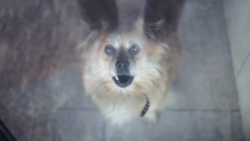 Shelter for stray dogs. Homeless dogs in enclosures. The dog barks behind bars. Dog barking behind the fence.