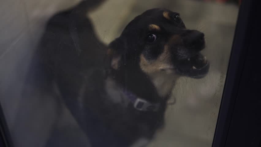 Shelter for stray dogs. Homeless dogs in enclosures. The dog barks behind bars. Dog barking behind the fence.