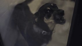 Shelter for stray dogs. Homeless dogs in enclosures. The dog barks behind bars. Dog barking behind the fence. - Powered by Shutterstock - Get 15% off with code: PIKWIZARD15