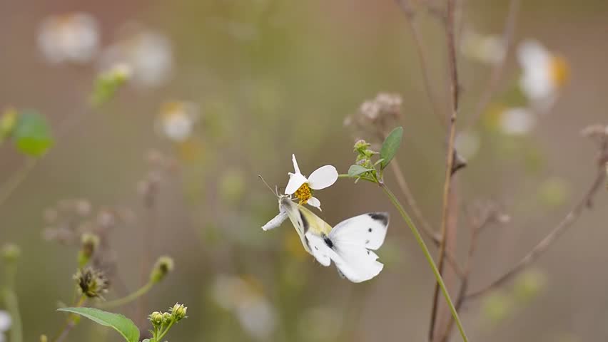 White Butterfly Sitting on Small Daisy Flower in Wild Meadow. Close Up of Insect Pollination, Nature Wildlife Macro Photography with Soft Brown Bokeh Background in Natural Outdoor Environment. forest