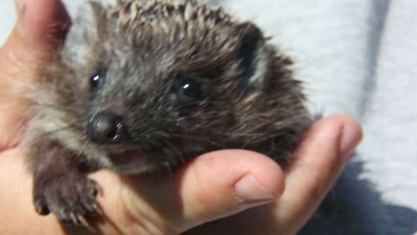 Young hedgehog sits in human palms, shifting position, moving head and front paws while showing alert expression, natural light highlights fur texture and tiny details