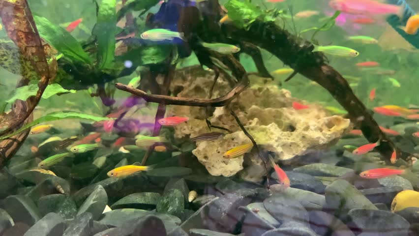 Aquarium fish. Beautiful and colorful of small fish. Danio rerio fish in aquarium