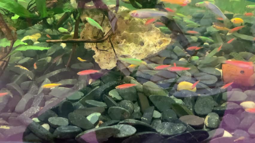 Aquarium fish. Beautiful and colorful of small fish. Danio rerio fish in aquarium