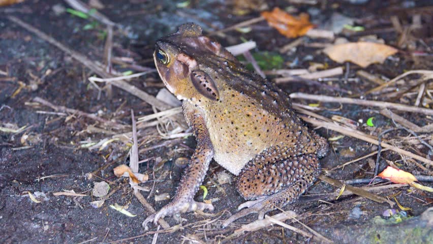 Sulawesian toad (Bufo celebensis, Ingerophrynus celebensis) in rain forest of North Sulawesi Island, endemic threatened (IUCN) species. Soputan, Indonesia. Exotic nature filming