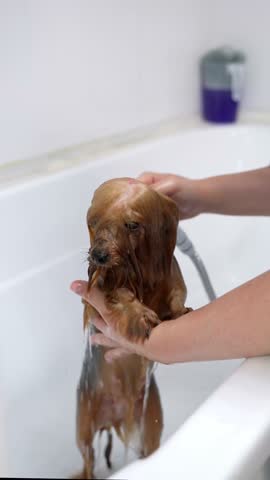 Small Yorkshire Terrier being bathed at a grooming salon, with water sprayed from a shower head during professional pet care
