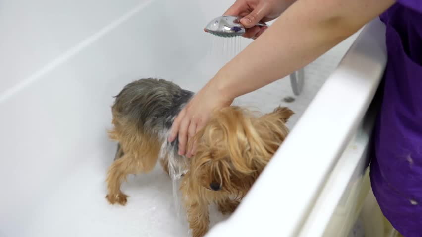Small Yorkshire Terrier being bathed at a grooming salon, with water sprayed from a shower head during professional pet care
