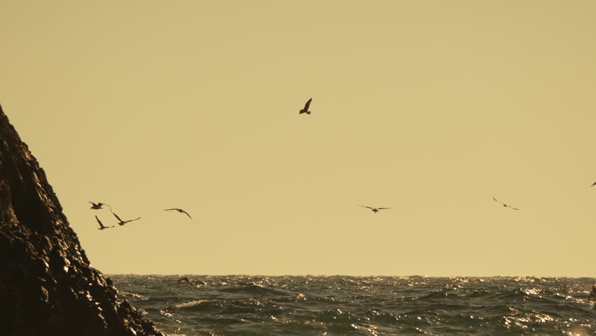 Birds, flying, ocean, scenic flight over vast water near a large rock at golden hour.
